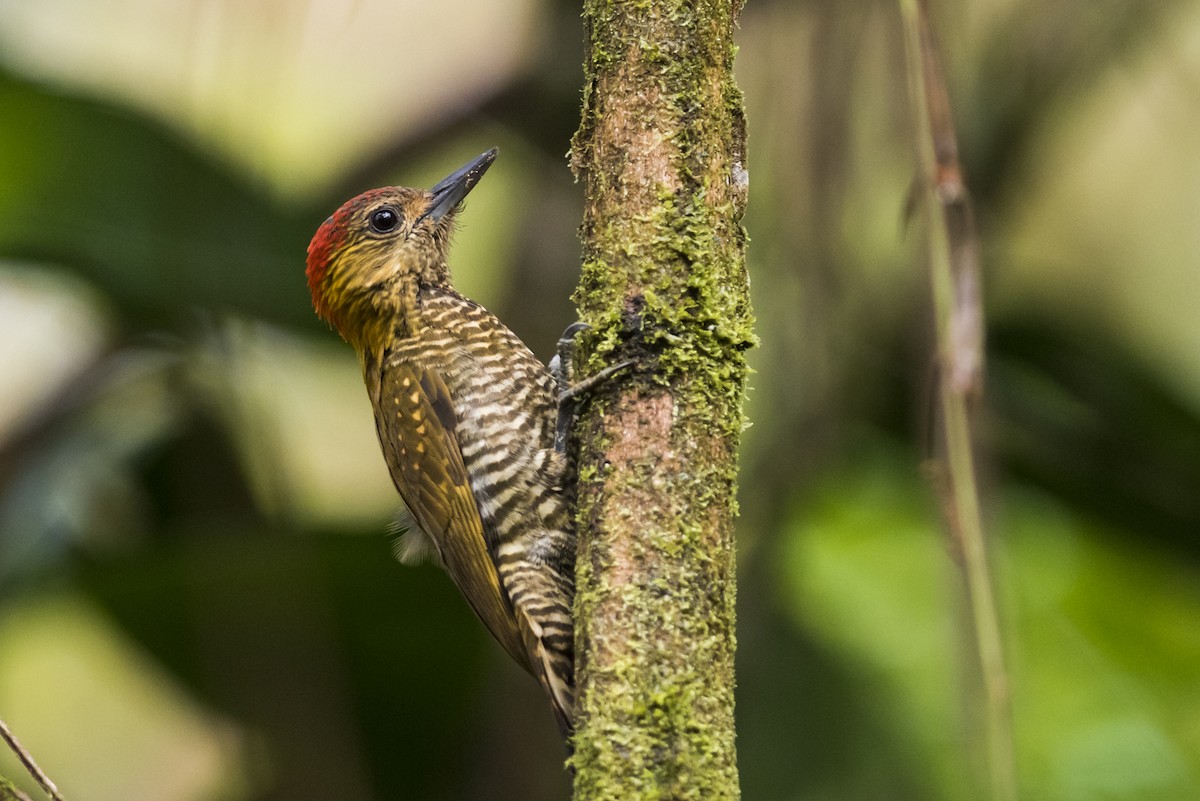 Red-stained Woodpecker - Claudia Brasileiro
