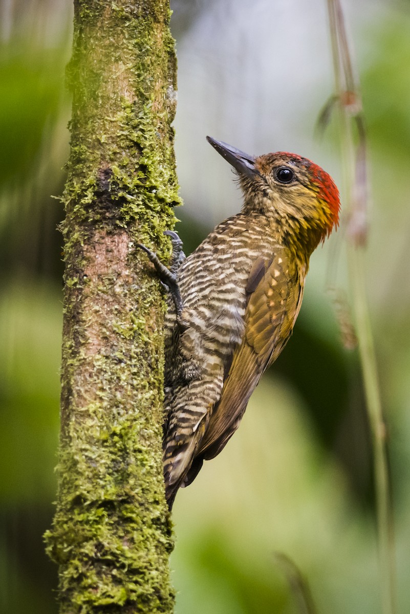 Red-stained Woodpecker - ML120800991