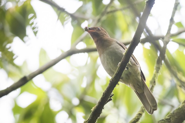 Bird feeding on berries. - Rufous-brown Solitaire - 