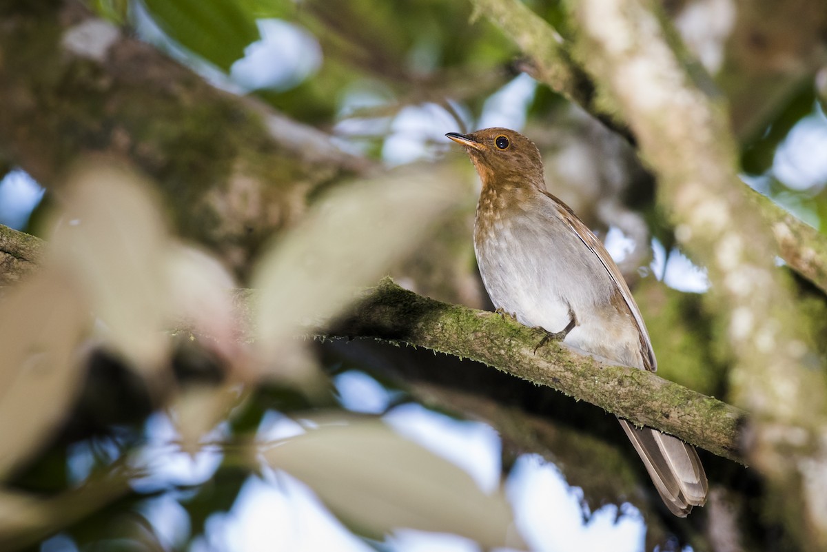 Rufous-brown Solitaire - ML120802371