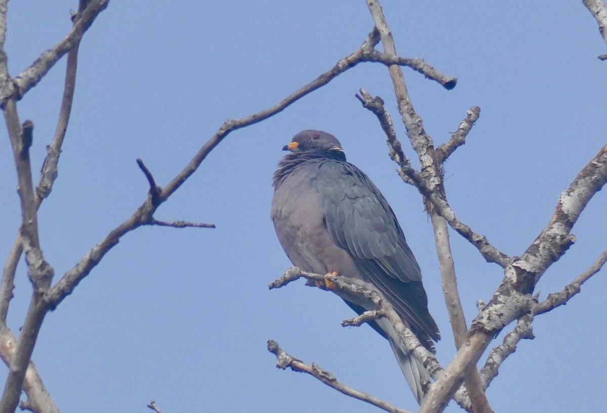 Band-tailed Pigeon - ML120804511