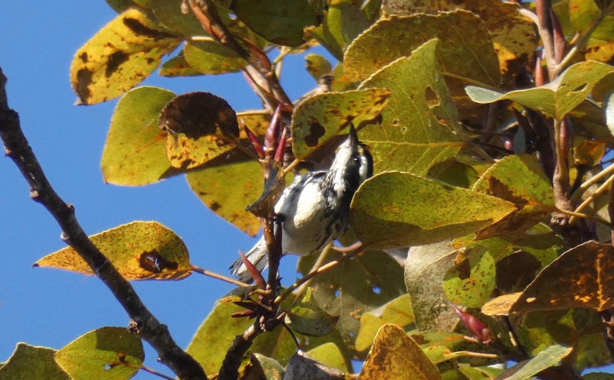 Black-throated Gray Warbler - ML120804901