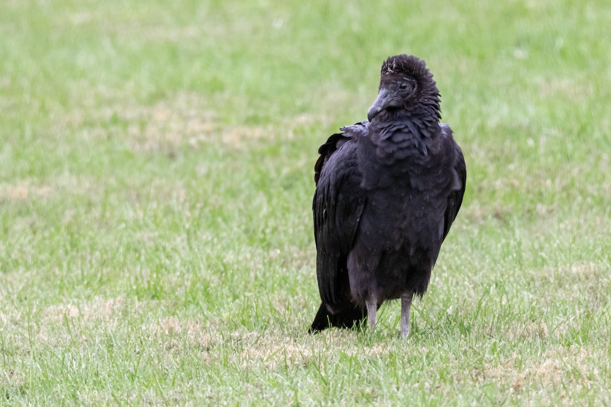 Black Vulture - Brad Imhoff