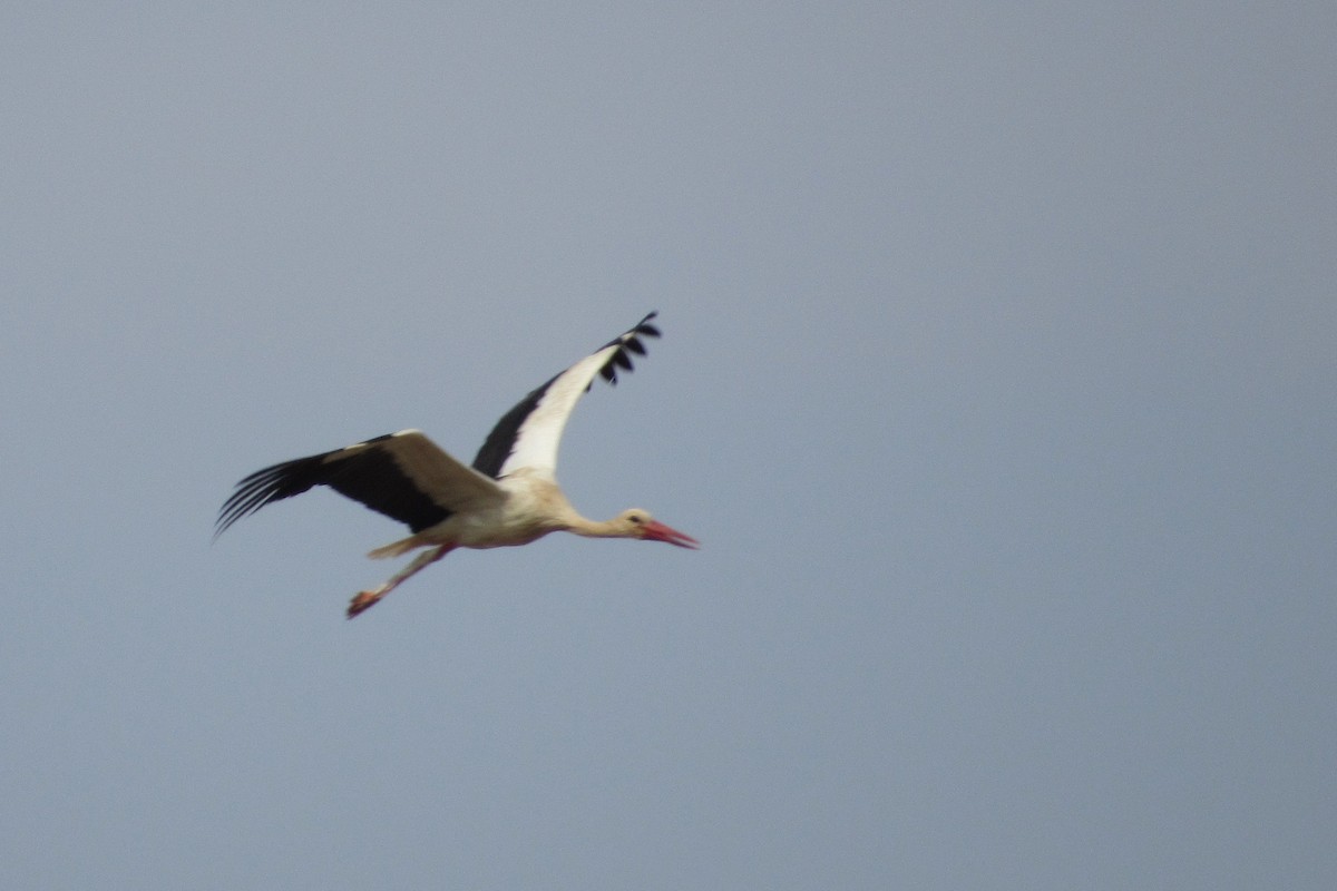 White Stork - Paulo Alves