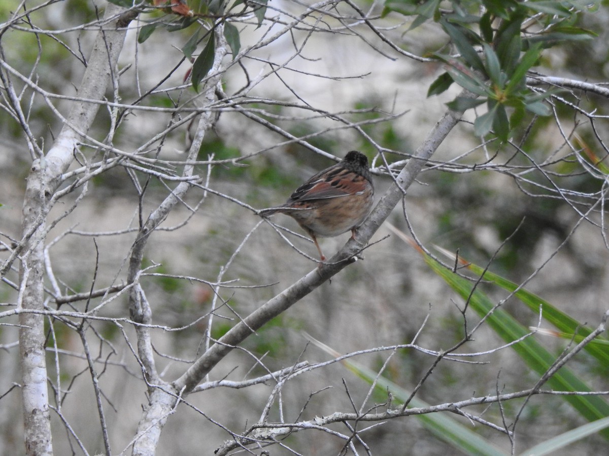 Swamp Sparrow - ML120818231