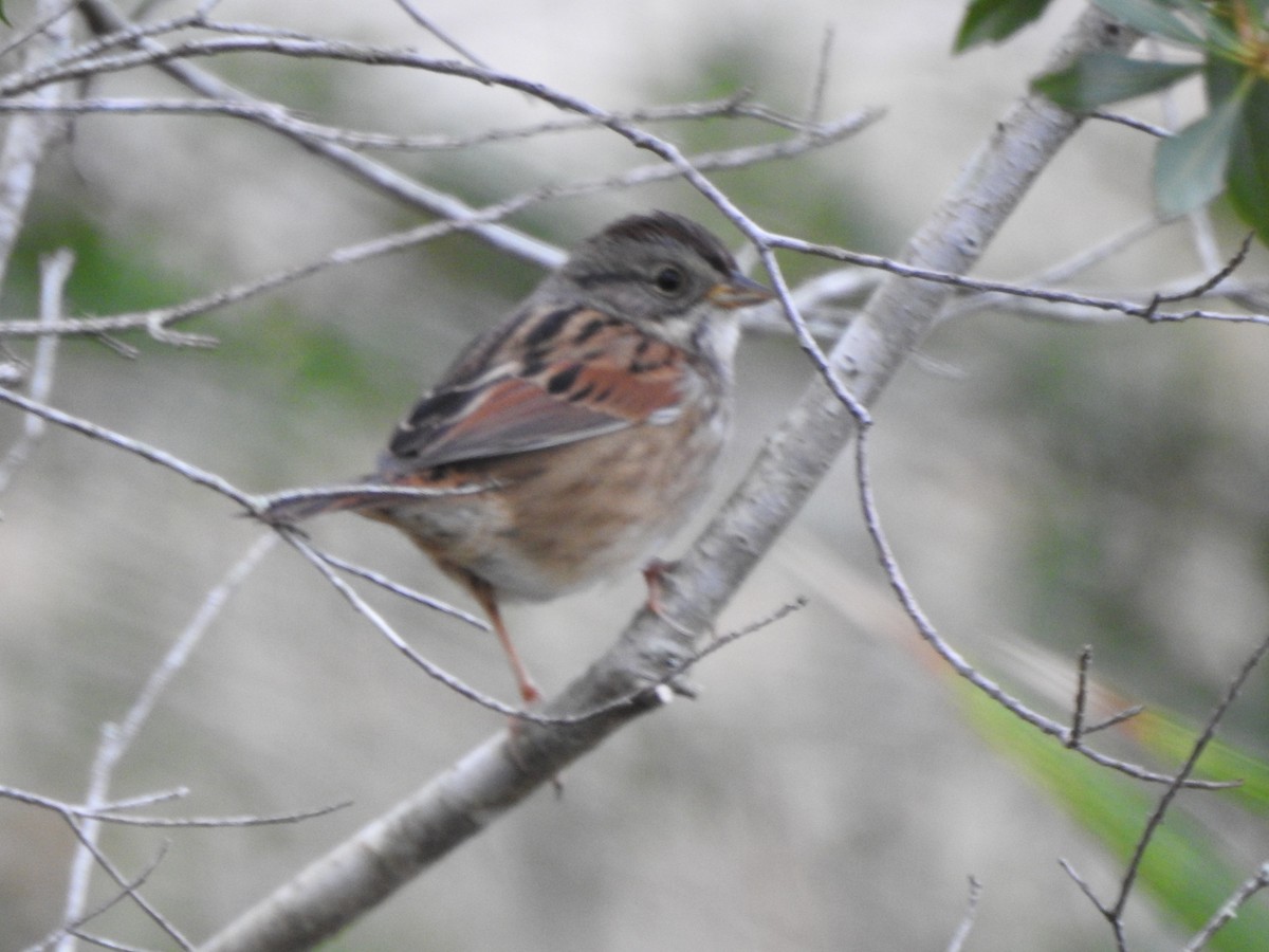 Swamp Sparrow - ML120818241