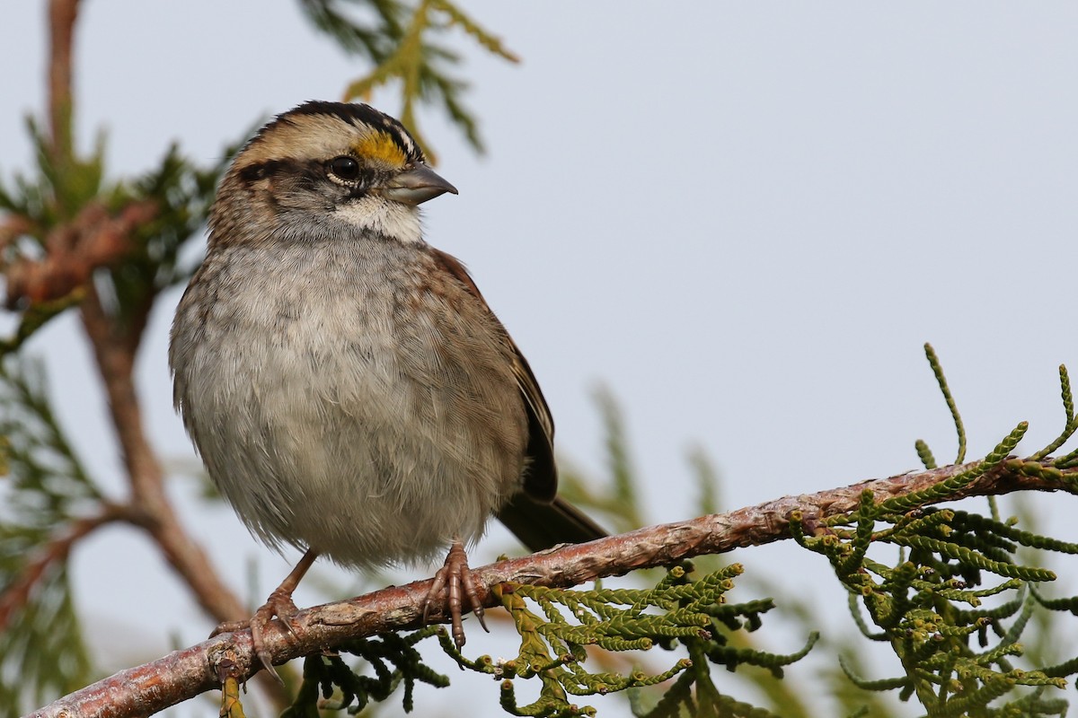 White-throated Sparrow - Blair Dudeck