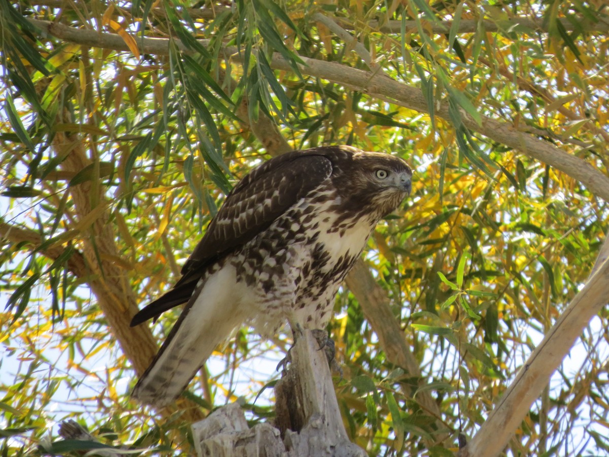 Red-tailed Hawk - ML120824411