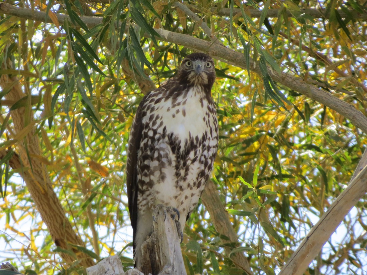 Red-tailed Hawk - ML120824491