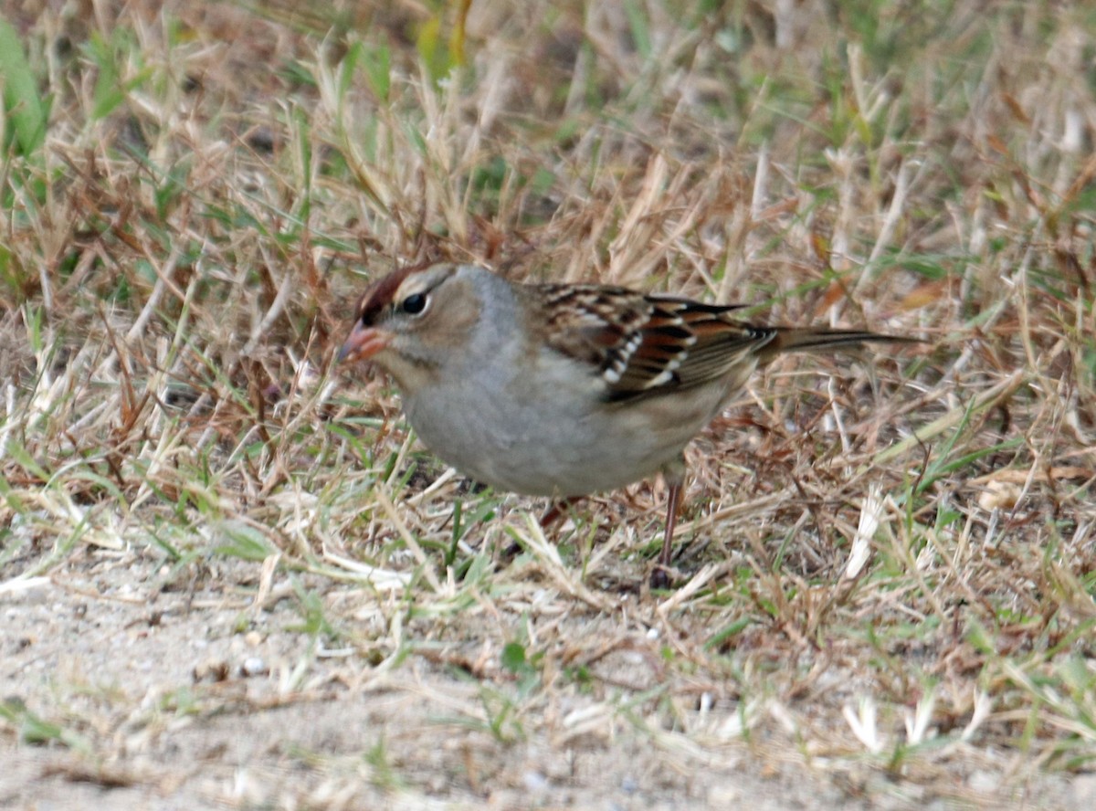 White-crowned Sparrow - ML120825851