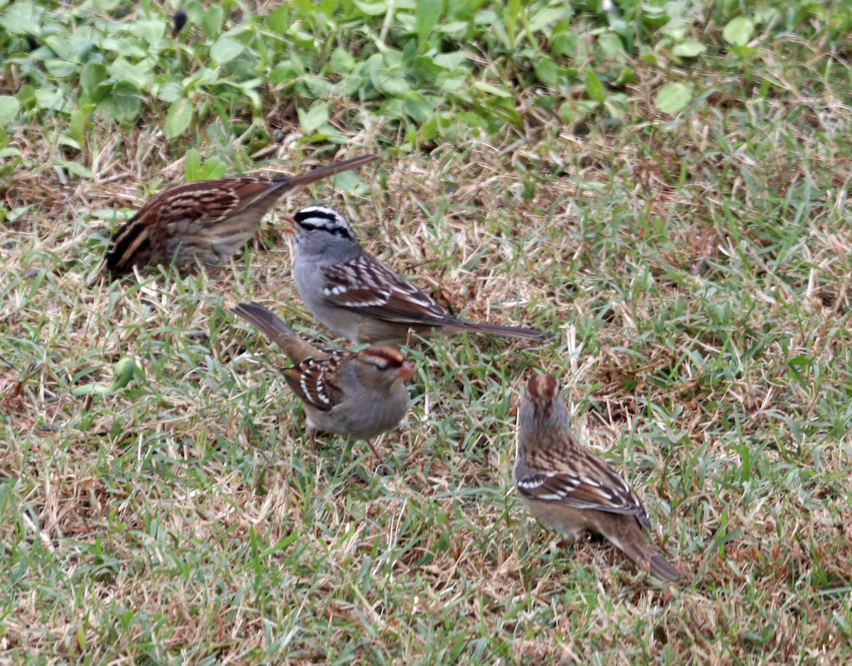 White-crowned Sparrow - ML120825891