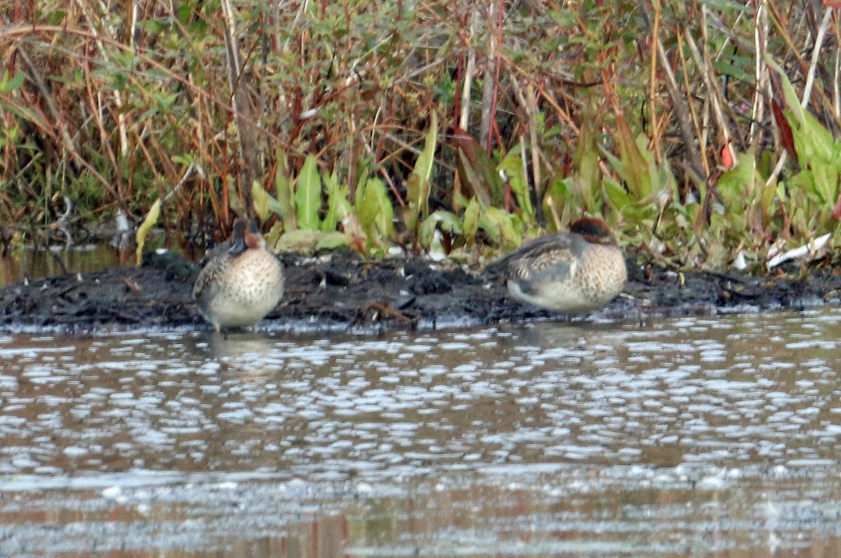 Green-winged Teal - ML120826231