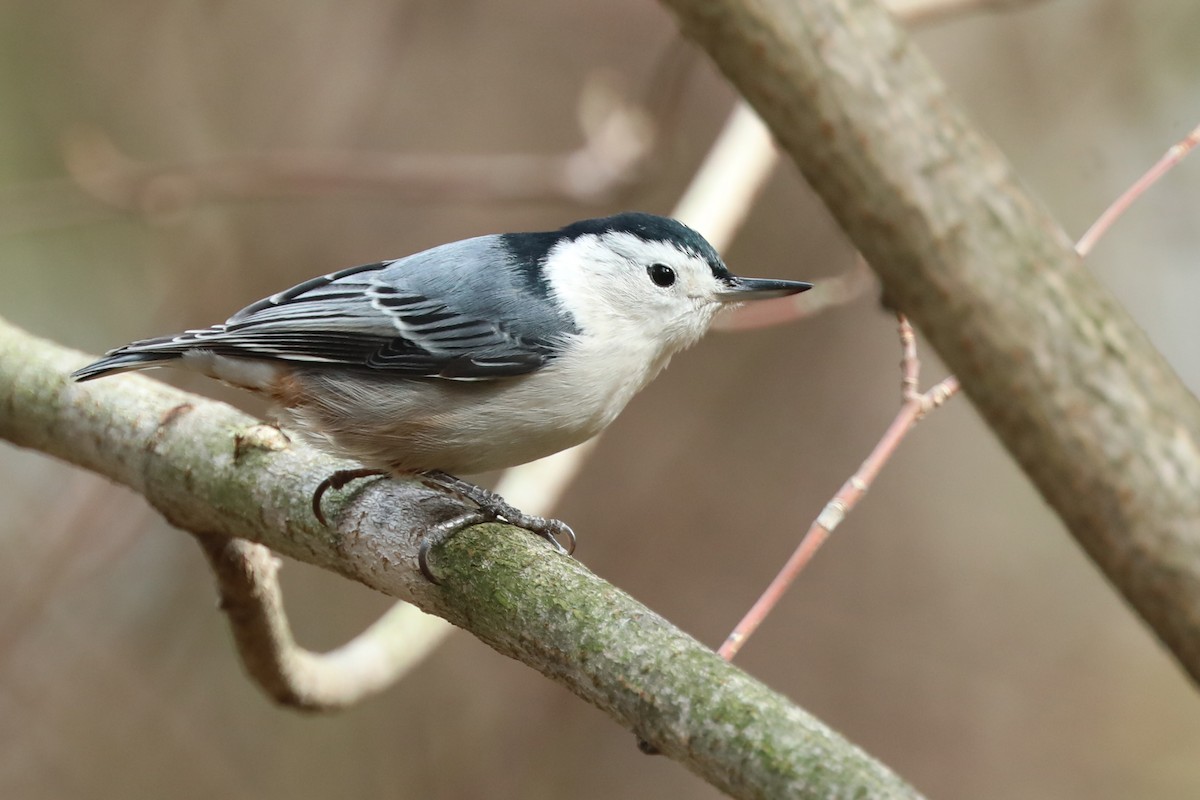White-breasted Nuthatch - Daniel Jauvin