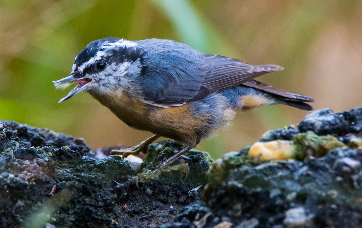 Red-breasted Nuthatch - Beth and Dan Fedorko