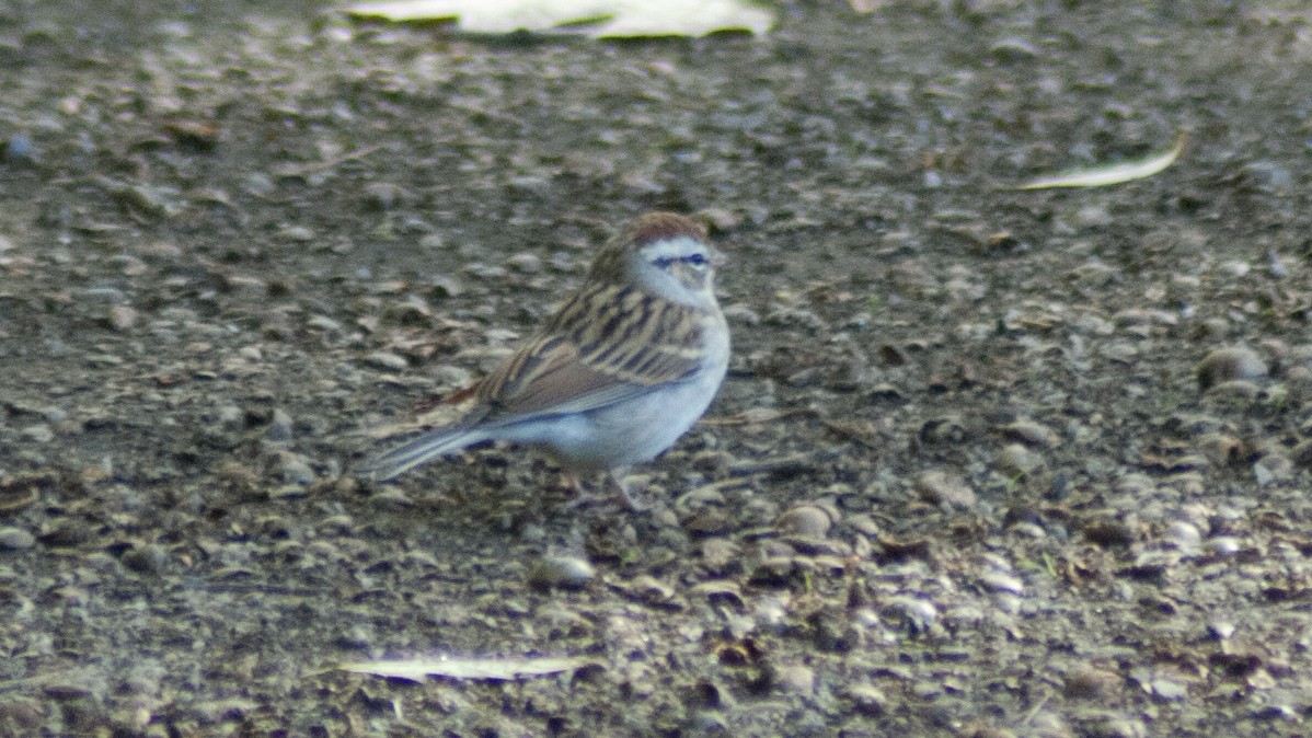Chipping Sparrow - ML120839391