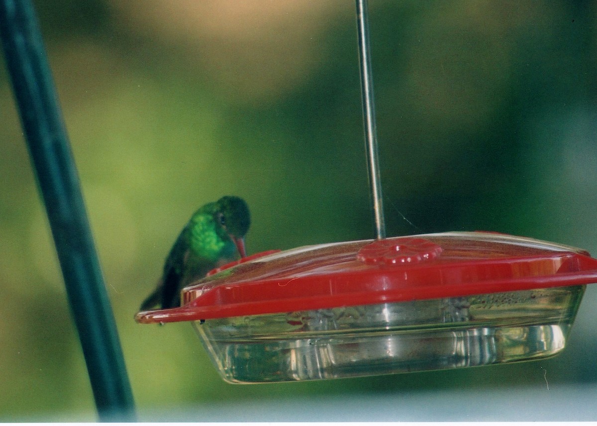 Buff-bellied Hummingbird - ML120843101