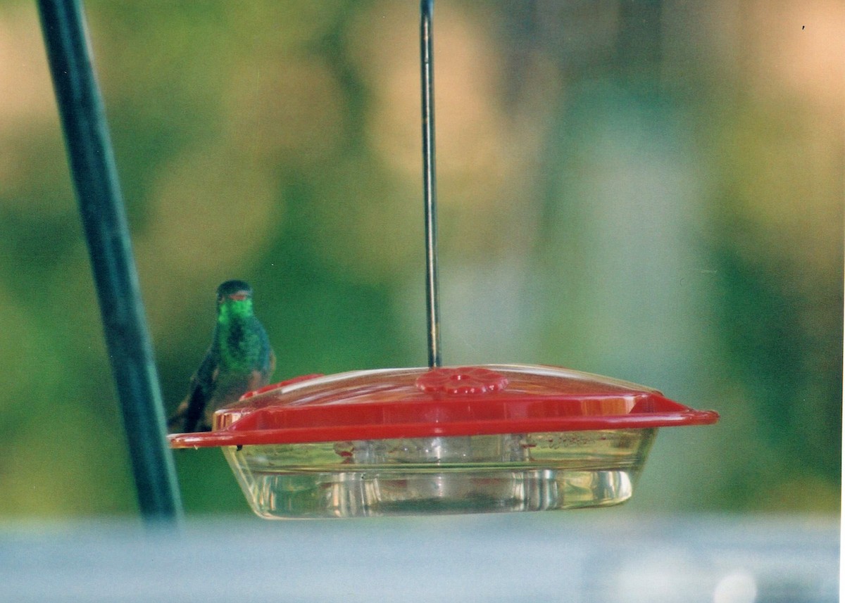 Buff-bellied Hummingbird - ML120843111
