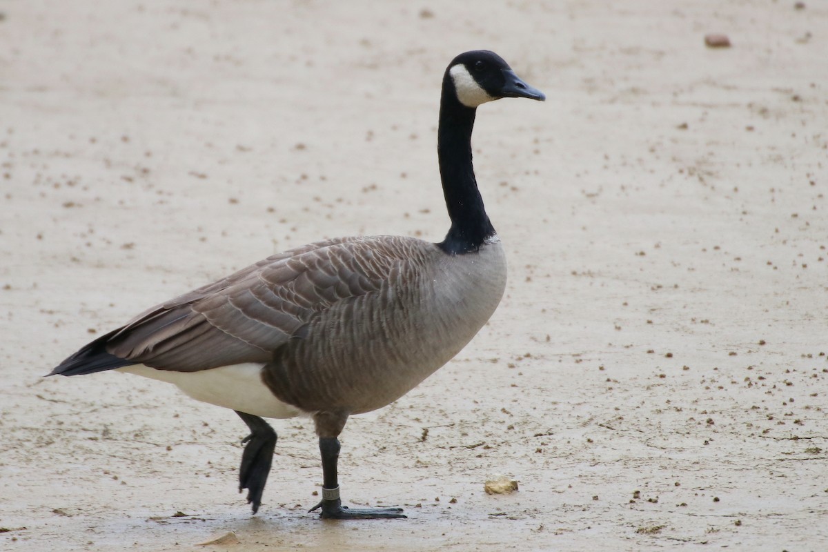 Canada Goose - Ray Bontrager