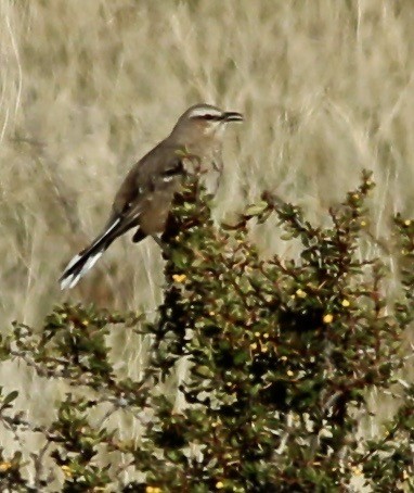 Patagonian Mockingbird - ML120845091