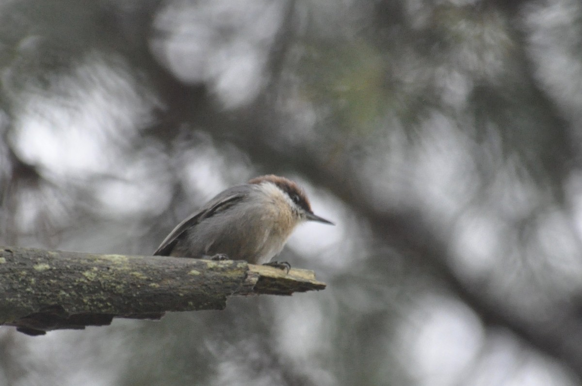 Brown-headed Nuthatch - ML120845921