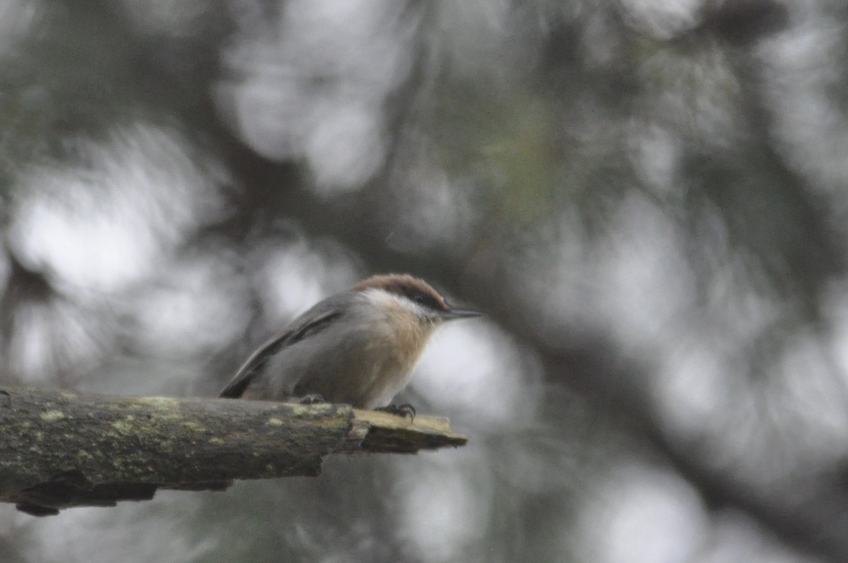 Brown-headed Nuthatch - ML120845931