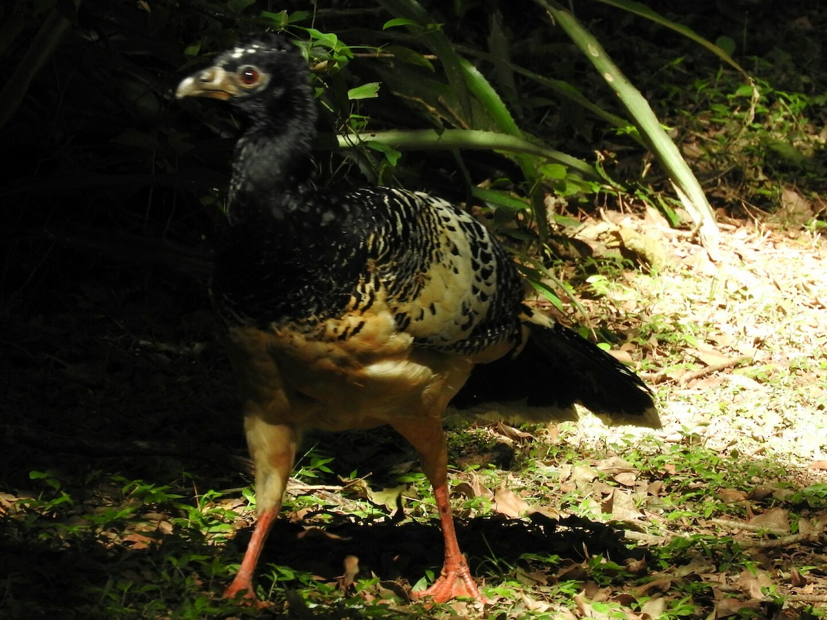 Bare-faced Curassow - ML120847341