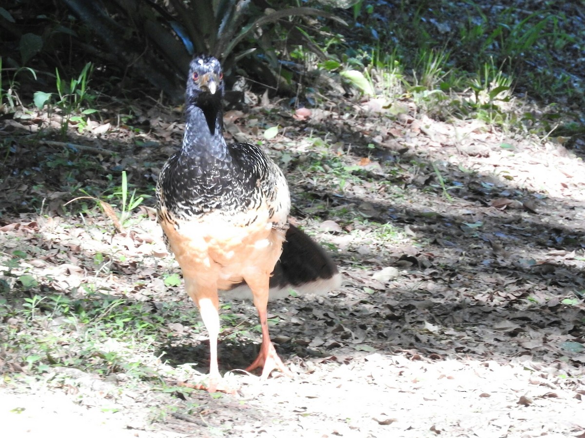 Bare-faced Curassow - ML120847351
