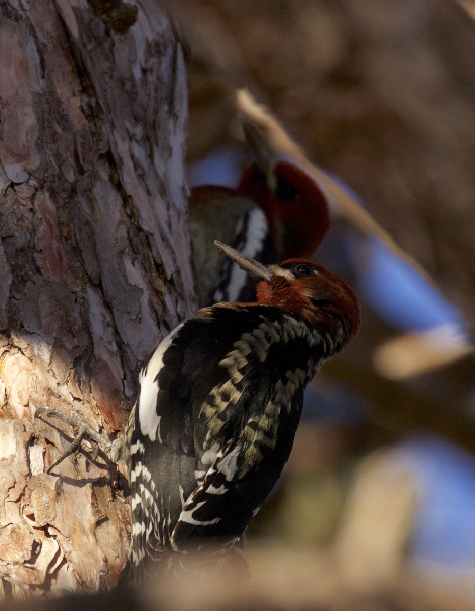 Red-breasted Sapsucker - Dan Roth