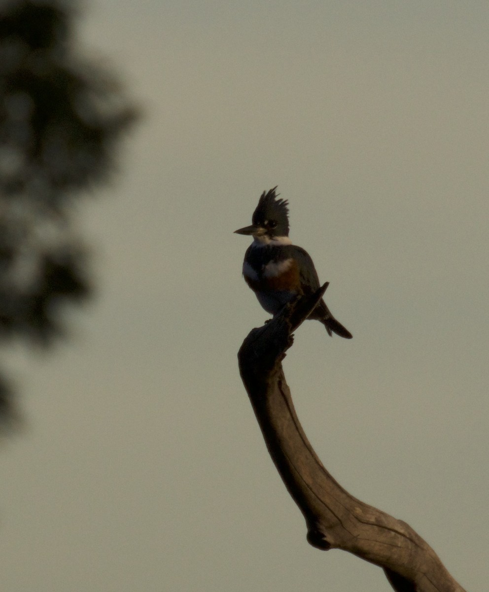 Belted Kingfisher - ML120849851