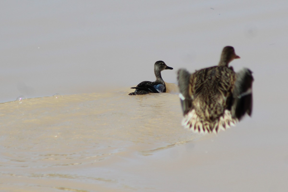 Blue-winged Teal - ML120850961
