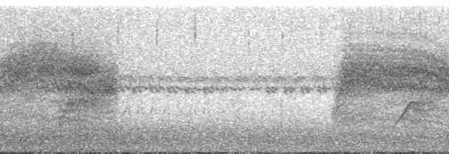 Grass Wren (Puna) - ML120856