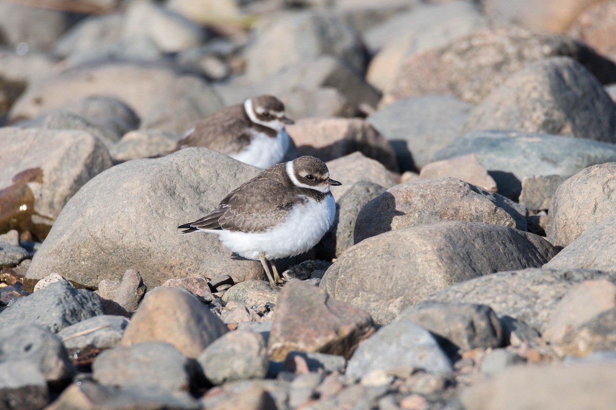 Semipalmated Plover - Yannick Fleury