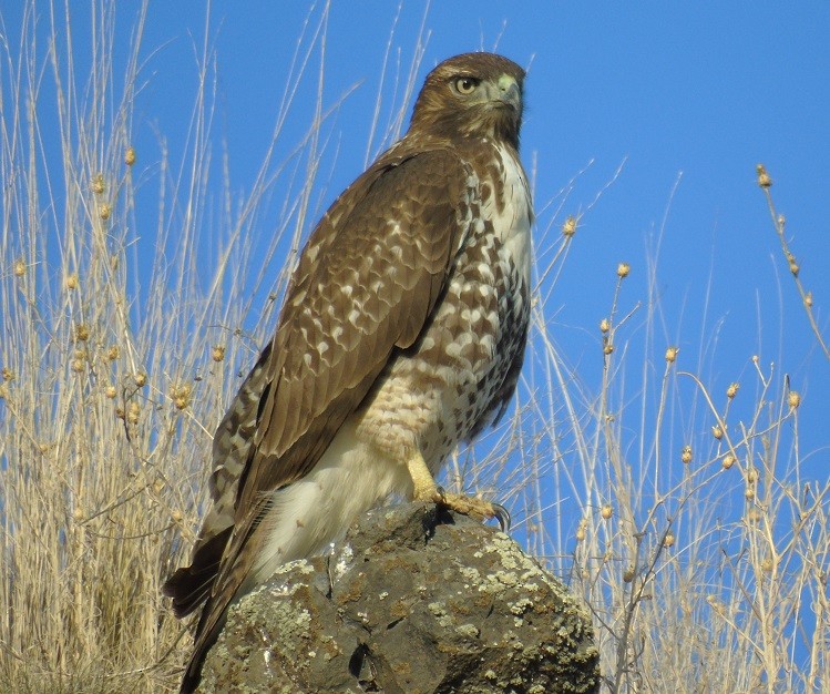 Red-tailed Hawk - ML120861101