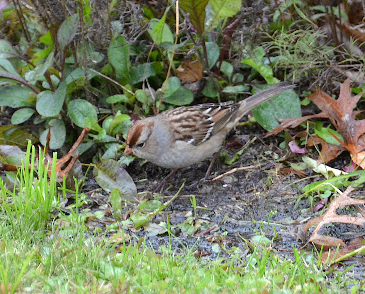 White-crowned Sparrow - ML120861291