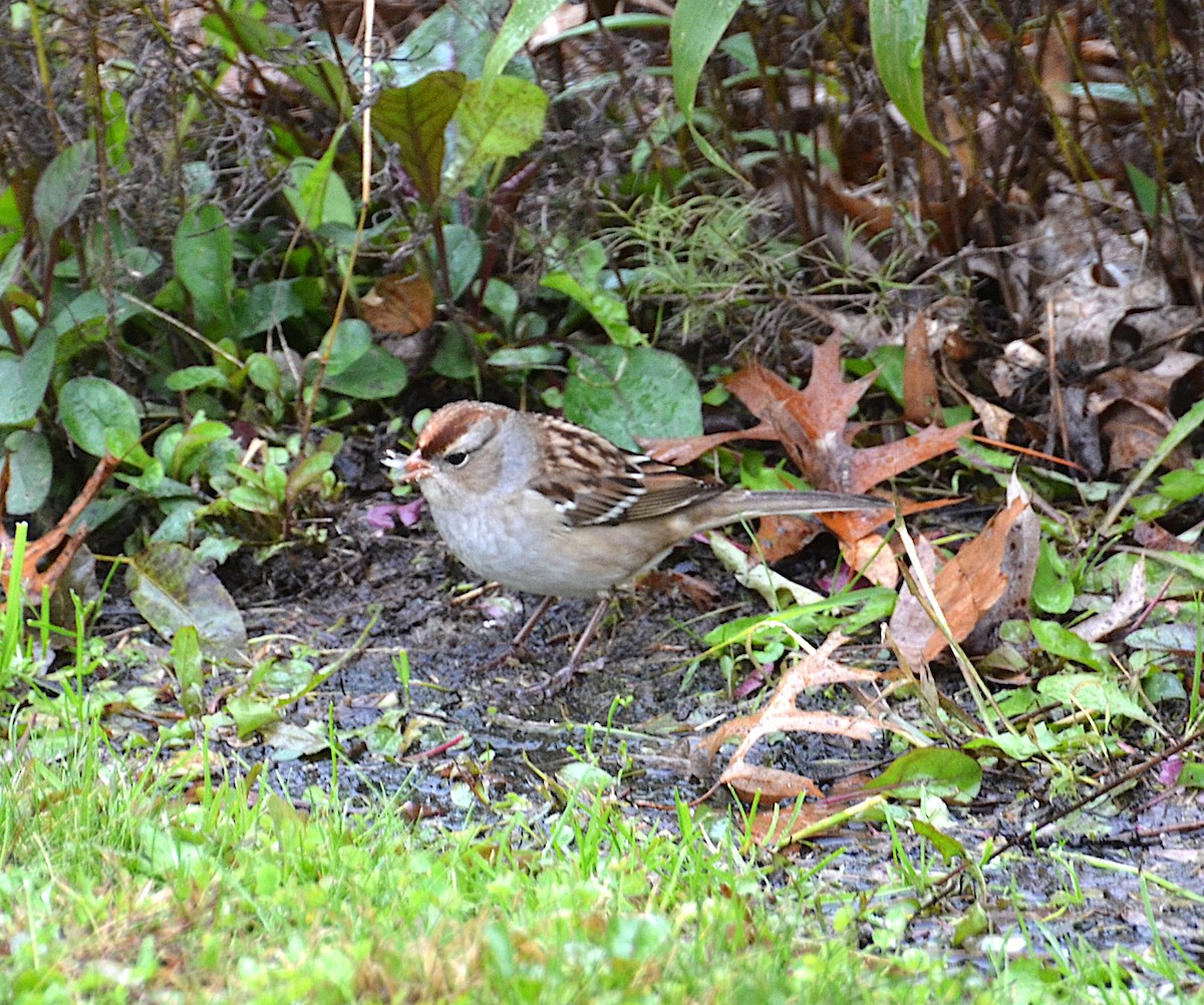 White-crowned Sparrow - ML120861311