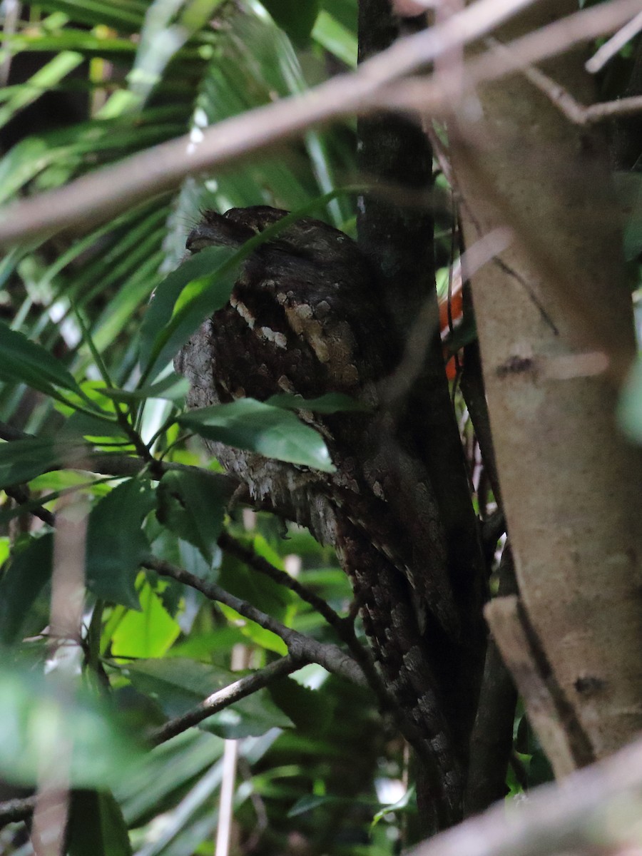 Papuan Frogmouth - ML120865151
