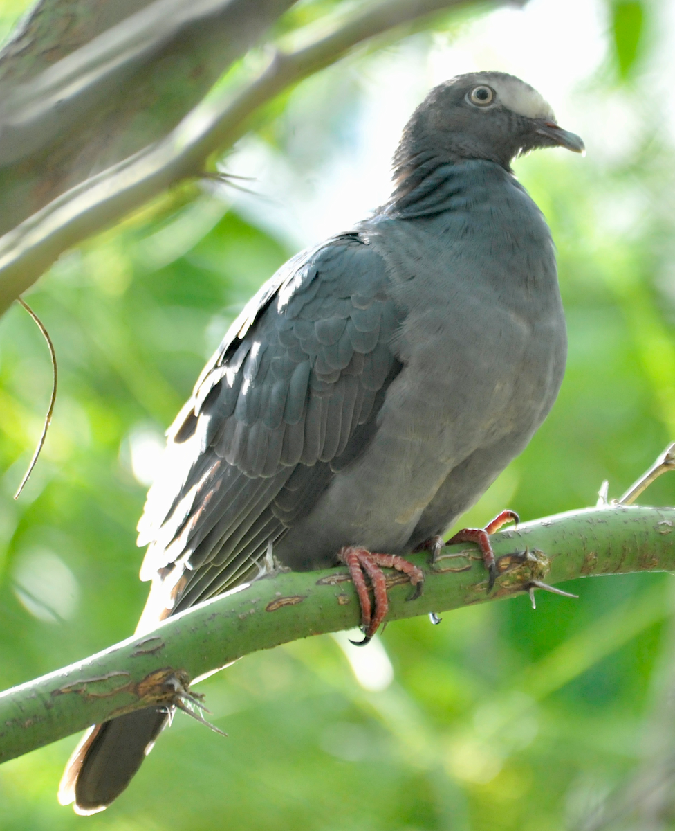 White-crowned Pigeon - ML120865831
