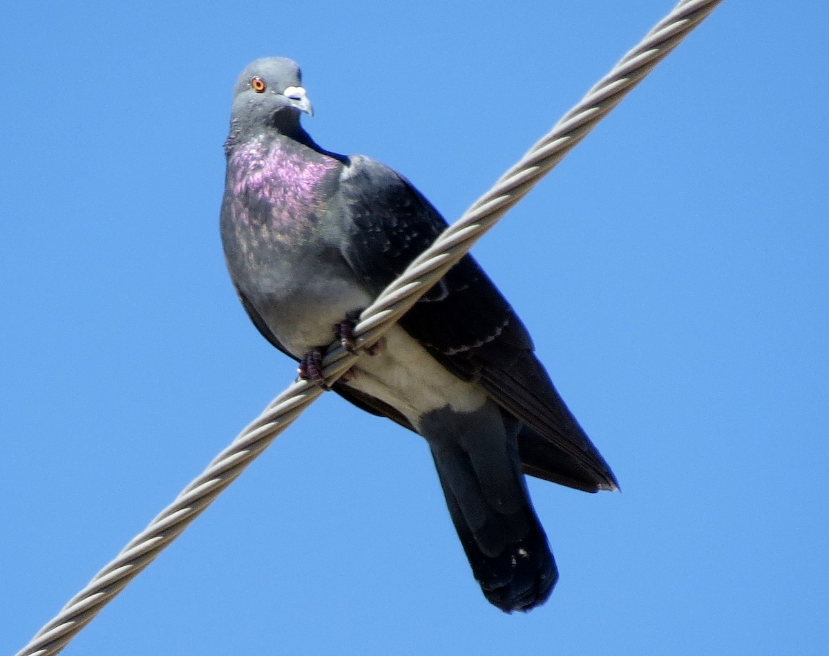 Rock Pigeon (Feral Pigeon) - ML120869981