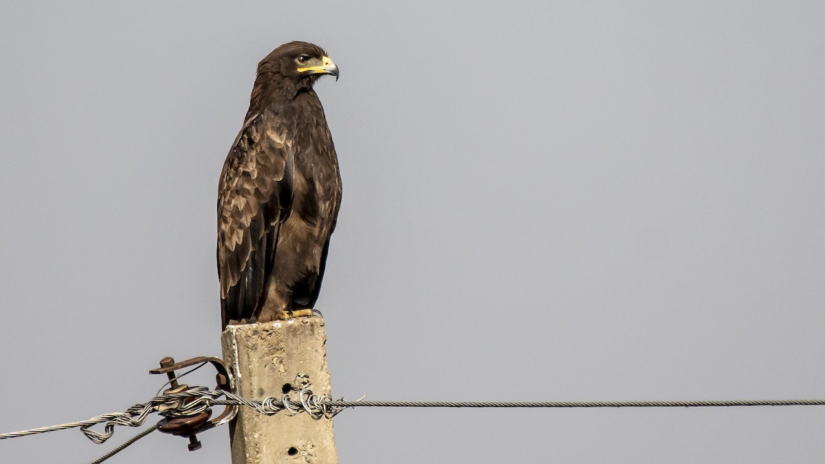 Indian Spotted Eagle - Parmil Kumar