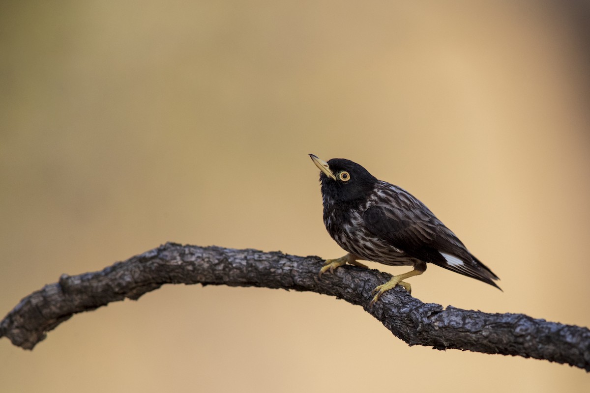 Varied Sittella - Laurie Ross | Tracks Birding & Photography Tours