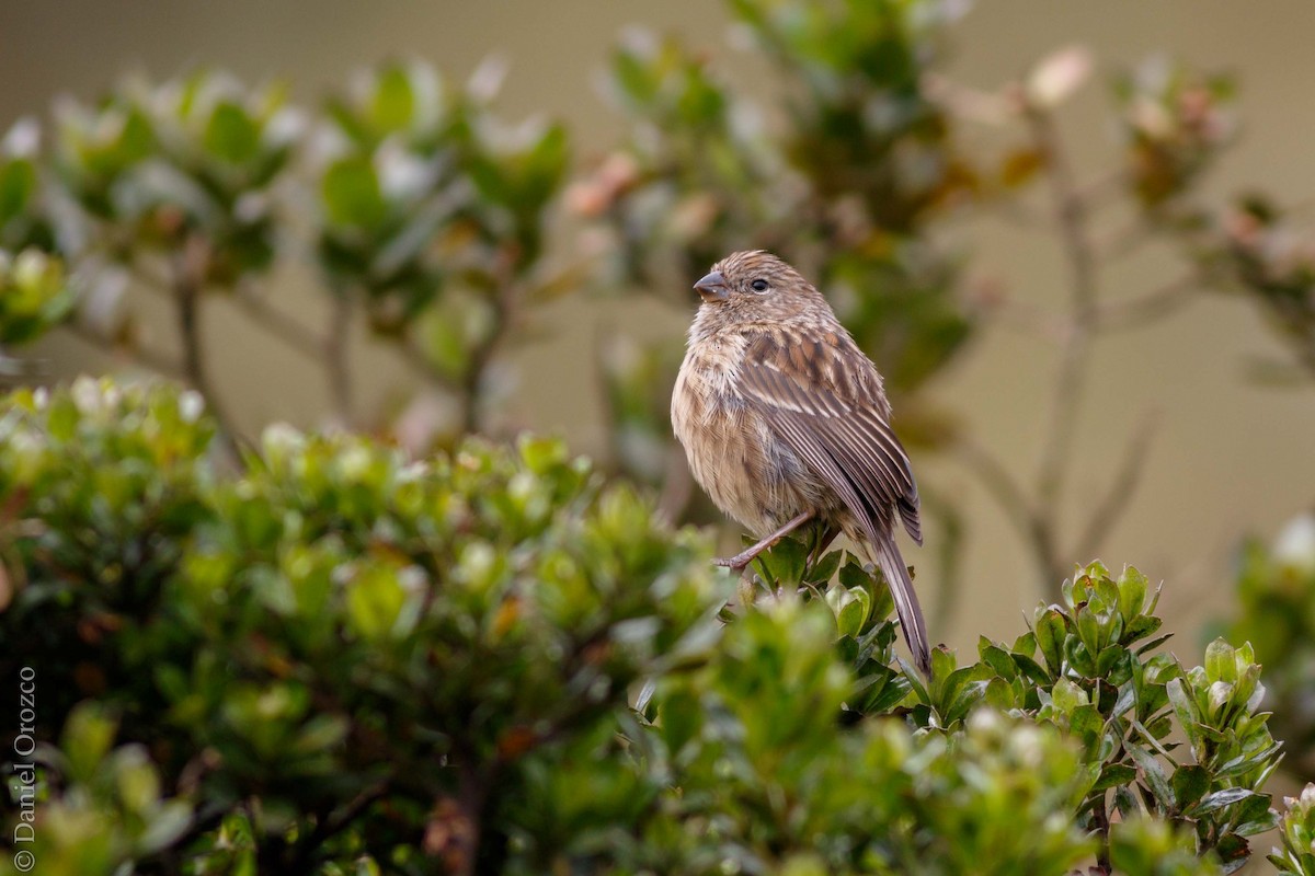 Plain-colored Seedeater - ML120871871