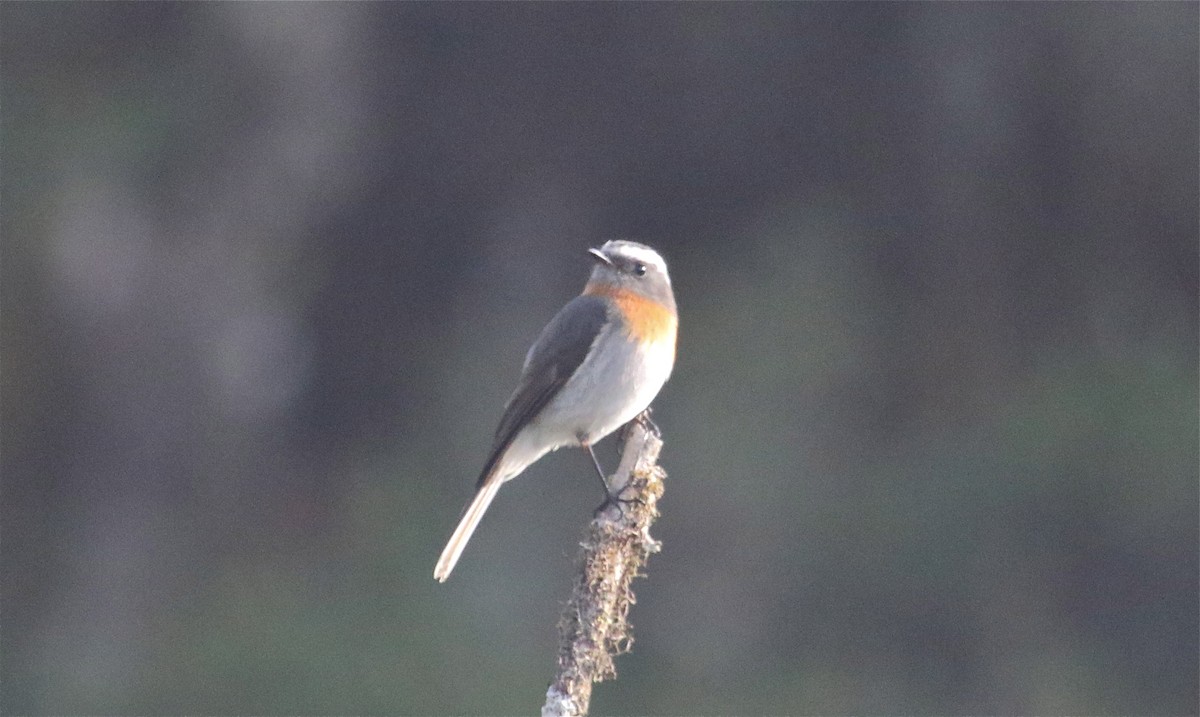 Rufous-breasted Chat-Tyrant - Gil Ewing