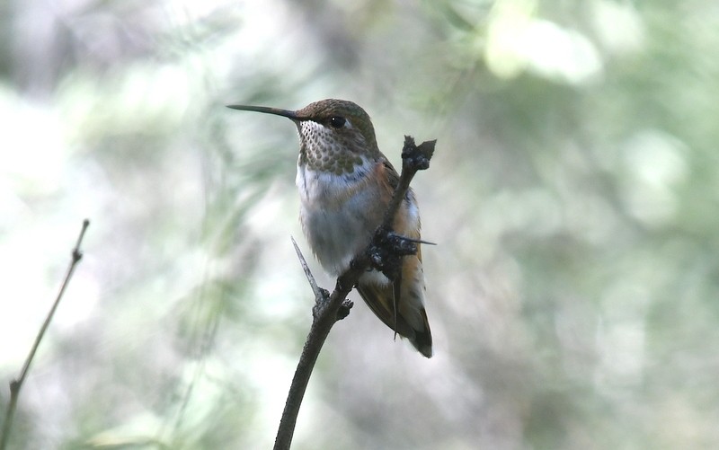 Rufous Hummingbird - ML120881061