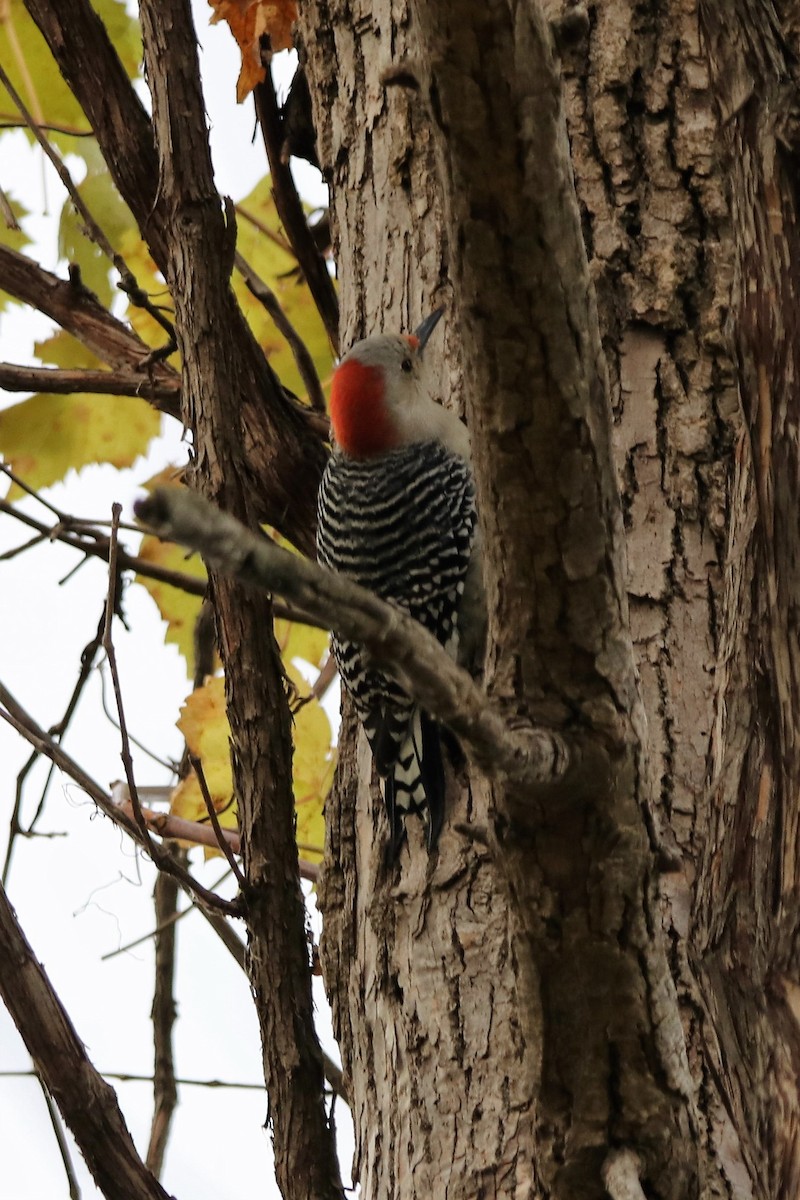Red-bellied Woodpecker - Al Caughey