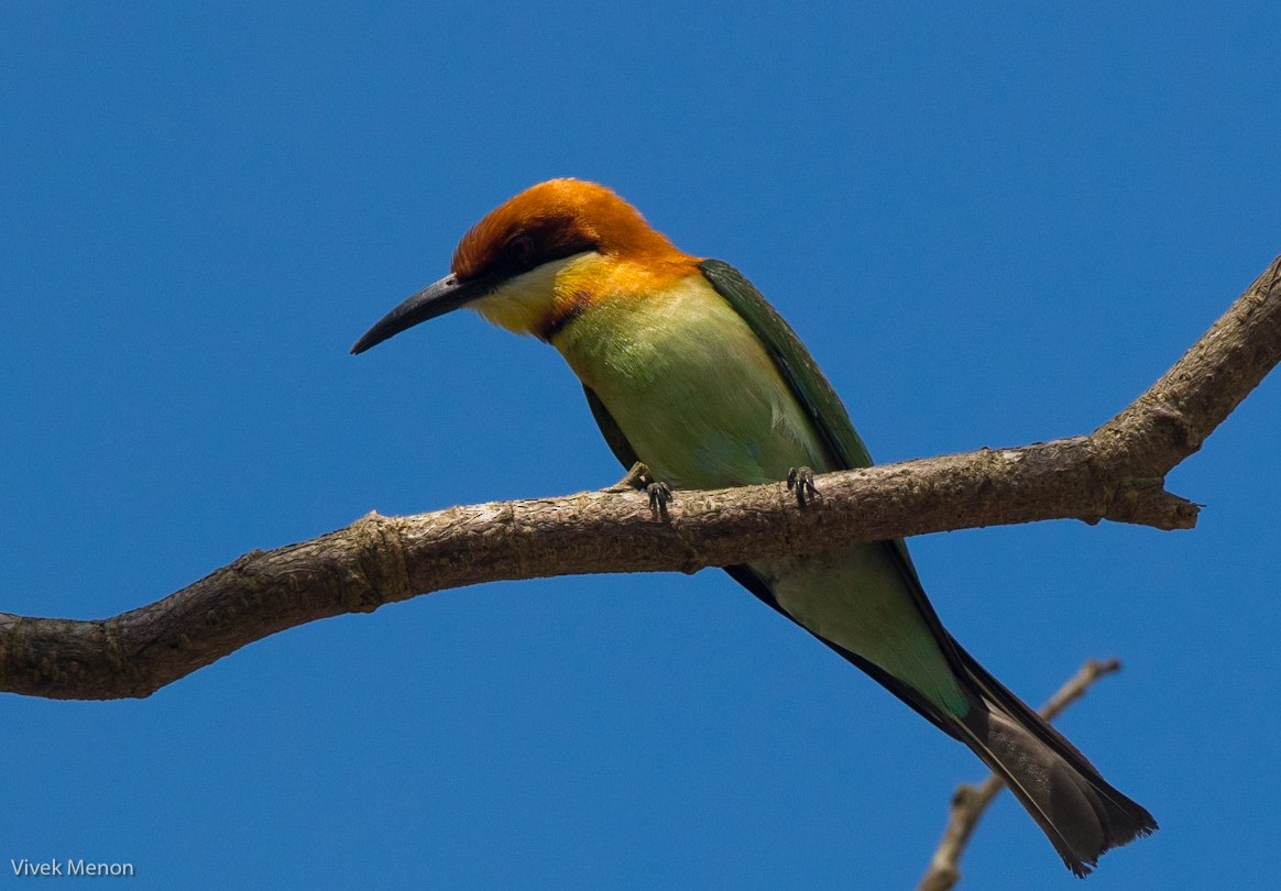 Chestnut-headed Bee-eater - Vivek Menon
