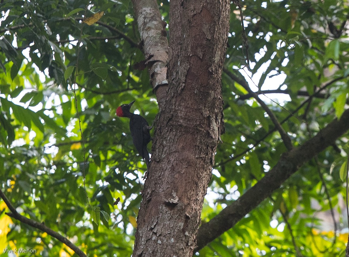 Andaman Woodpecker - Vivek Menon