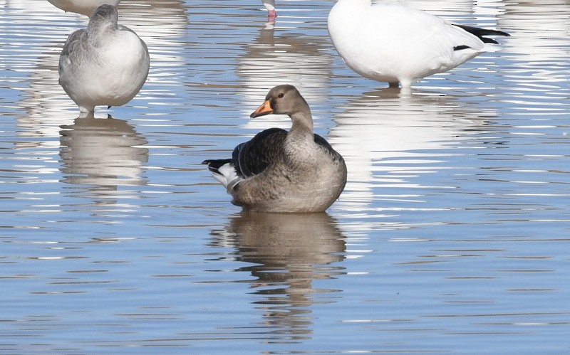 Greater White-fronted Goose - Nancy Hetrick
