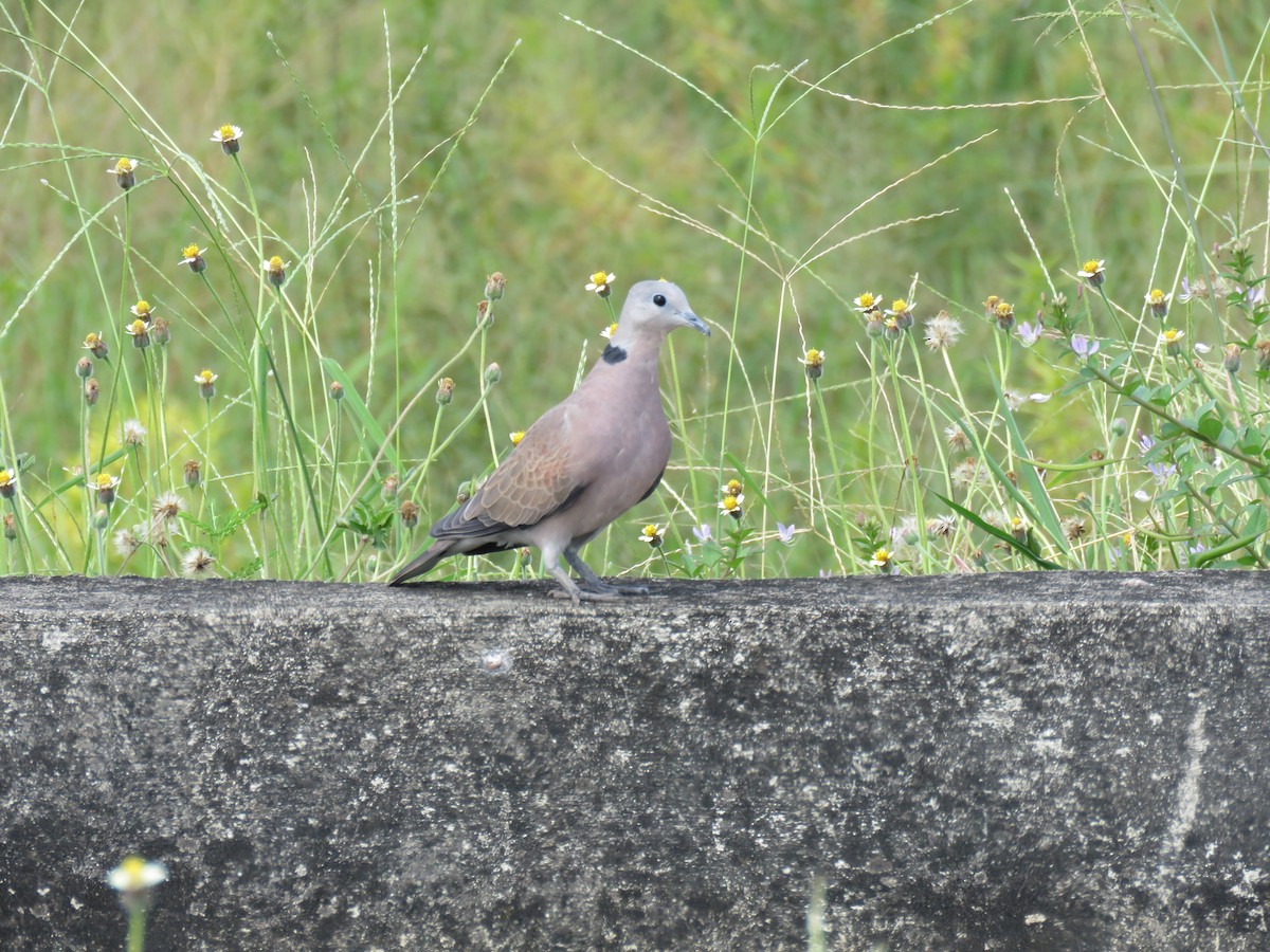 Red Collared-Dove - ML120885241