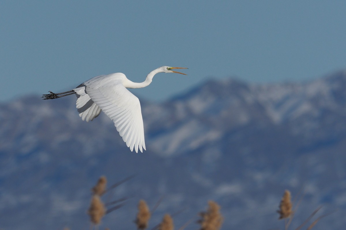 Great Egret - Silas Olofson