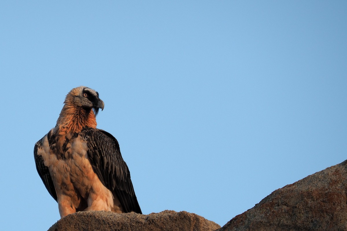 Bearded Vulture - Silas Olofson